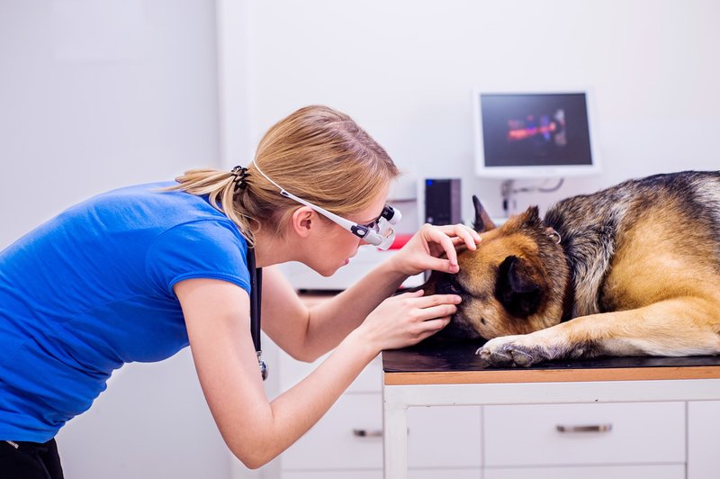 Charlie's Clinic Vet - Clinica Veterinara