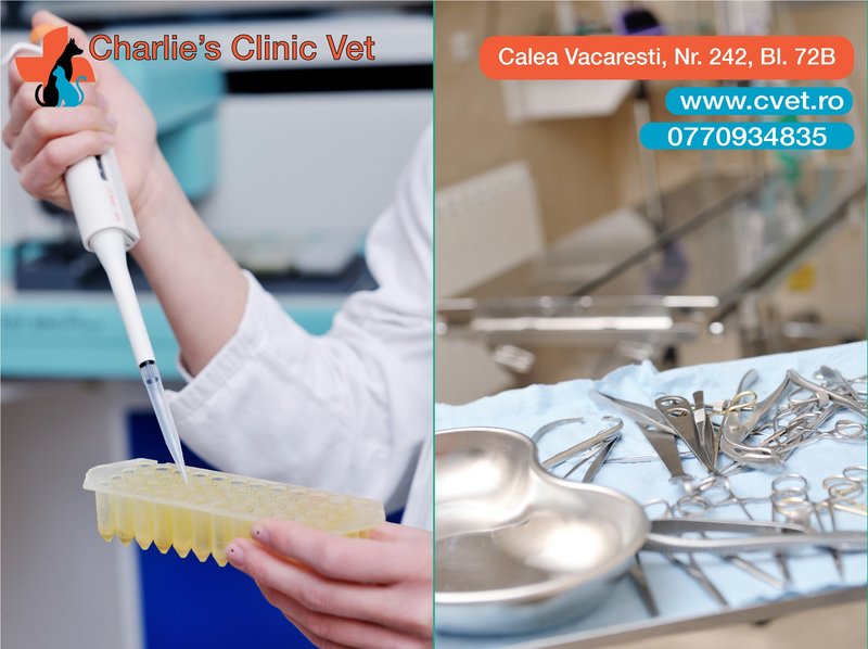 Charlie's Clinic Vet - Clinica Veterinara