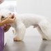 Charlie's Clinic Vet - Clinica Veterinara